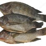 tilapia