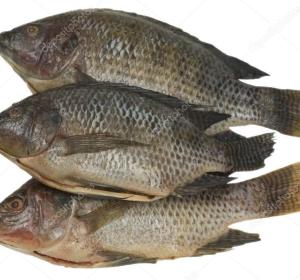 tilapia