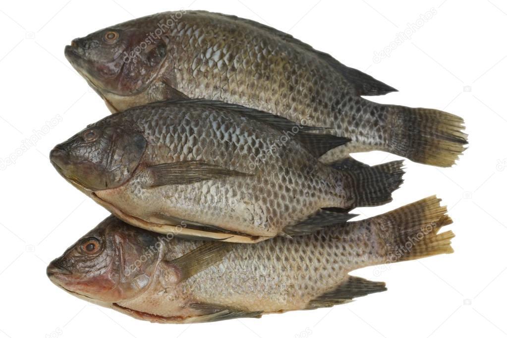 tilapia.jpg